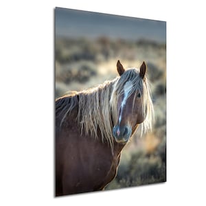 Wild Horses, Chestnut Stallion of Onaqui Mountains, Utah: Print / Canvas / Acrylic / Metal / Wall Decor / Photograph