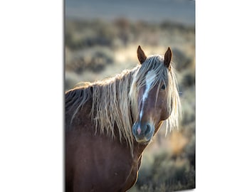 Wild Horses, Chestnut Stallion of Onaqui Mountains, Utah: Print / Canvas / Acrylic / Metal / Wall Decor / Photograph