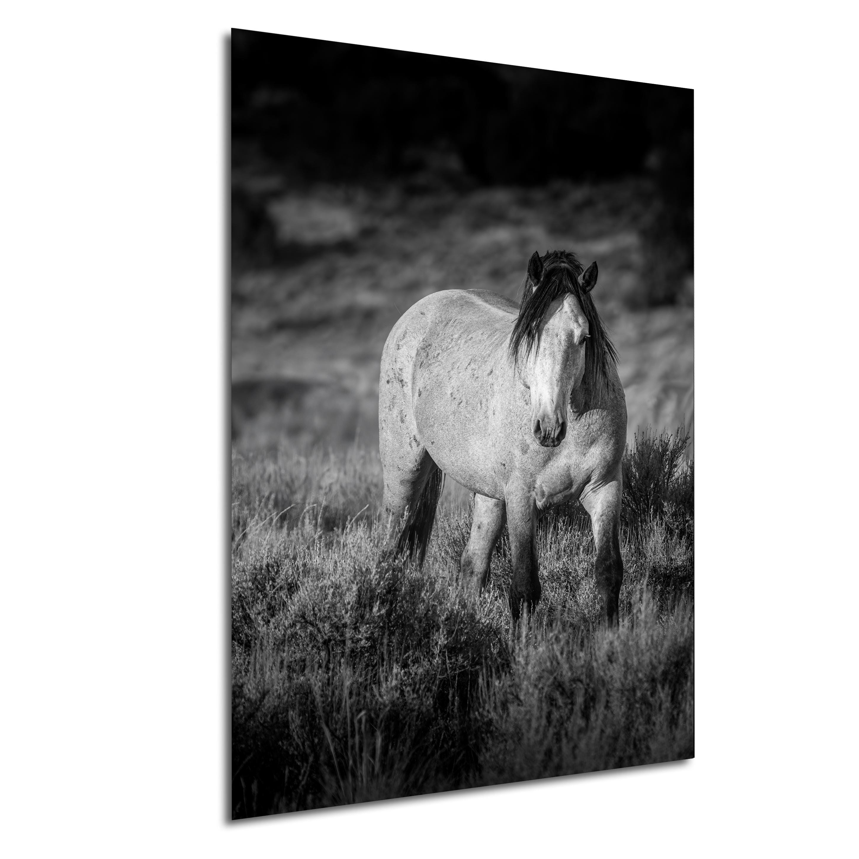 Grey Stallion, Wild Mustangs of Onaqui Mountains, Utah