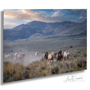 Wild Horses Photo, Mustangs on Onaqui Range, Utah - Print, Canvas, Acrylic, Metal, Western Wall Decor