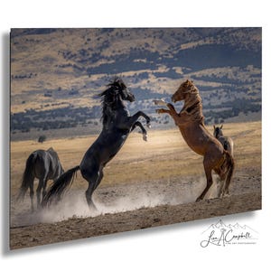 Wild Horses of Onaqui Mountains Print - Rearing Stallions Photo, Western Decor, Horse Wall Art, Mustang Print, Scenic Western Photography