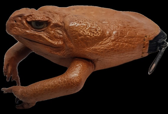 Cane Toad Coin Purse – Crocodile Darwin