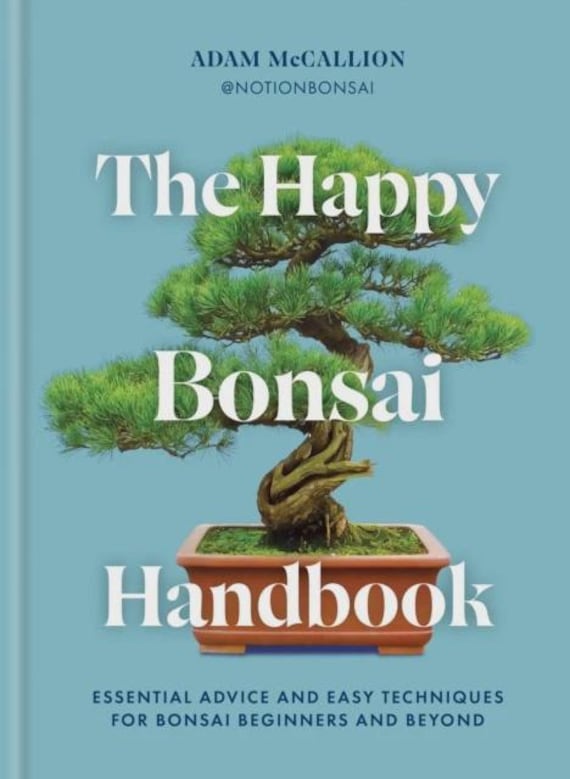 polyscias fabian bonsai Buy Aralia Fabian Plants Online main image 1
