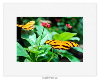 Banded Orange Butterflies. 10"x7" print in 14"x11" white mat