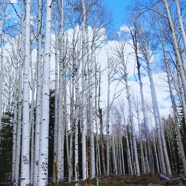 Aspen Trees Landscape Wall Art. Tree Forest landscape art print. Instant download Photography art prints for any room decor.