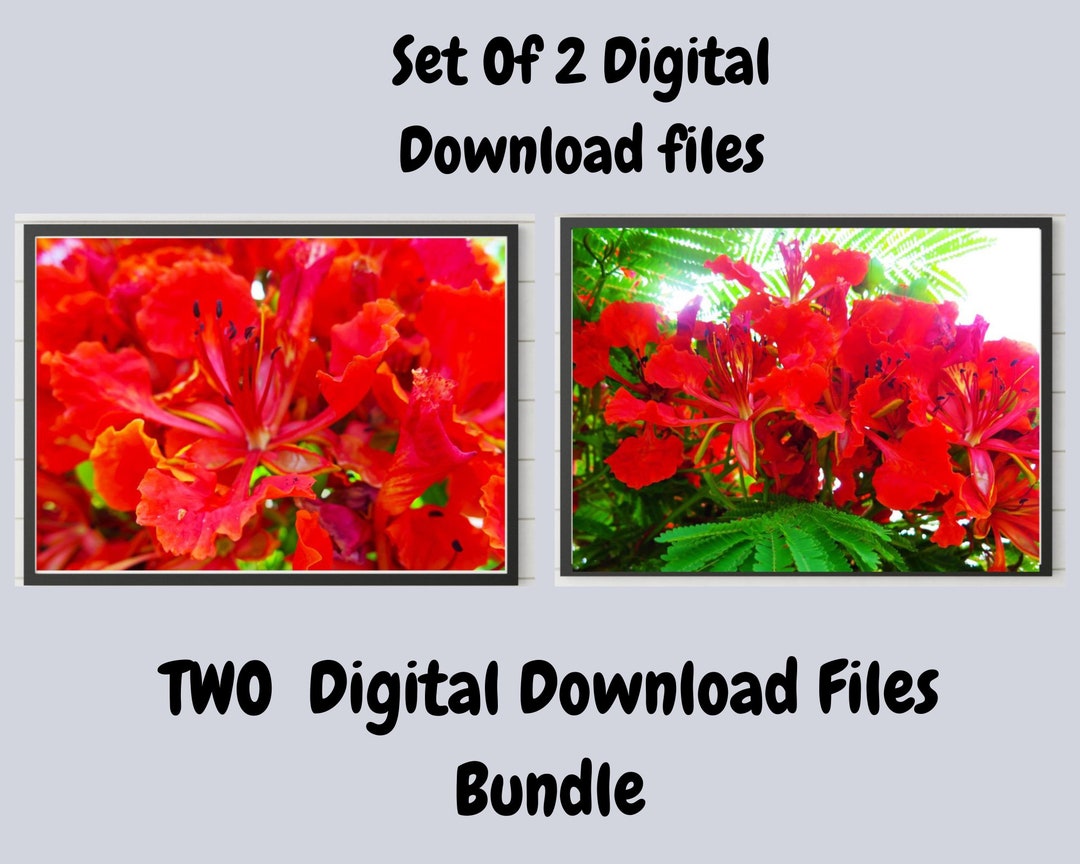 floral-wall-art-2-red-floral-art-prints-floral-wall-decor-set-of-2-red