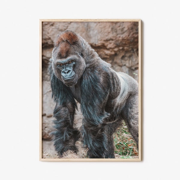 Silverback Gorilla Colorful Poster Print, Silverback Gorilla Photo Wall Art, Art Boho Decor, Photography Poster Print, Colorful Wall Art