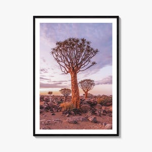 May include: A framed vertical wall art print featuring a large quiver tree with a textured orange trunk and spreading branches, set in a rocky desert landscape under a soft purple and orange sunset sky with scattered clouds and distant trees.
