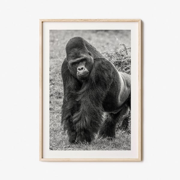 Gorilla Photo Poster Print, Gorilla Black and White Wall Art, Gorilla Wall Photography, Gorilla Travel, Gorilla Map Poster