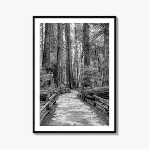 Stampa fotografica del monumento nazionale di Muir Woods, arte in bianco e nero, fotografia, viaggio, mappa del monumento nazionale di Muir Woods