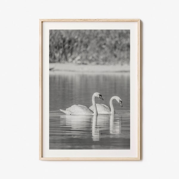 Swan Lake Photo Poster Print No 2, Swan Lake Black and White Art, Swan Lake Photography, Swan Lake Travel, Swan Lake Map Poster