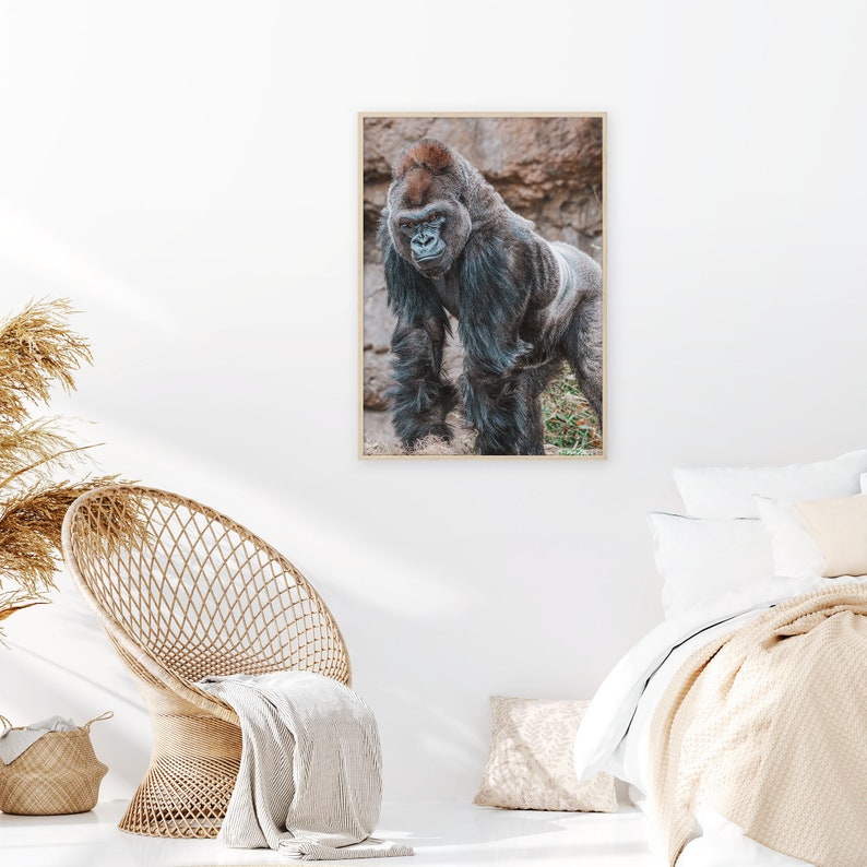 Silverback Gorilla Colorful Poster Print Silverback Gorilla - Etsy