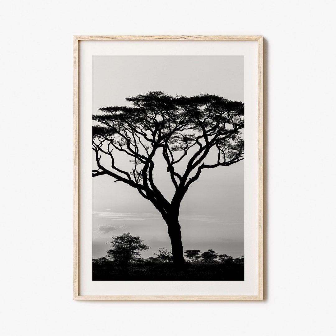 Acacia Tree Photo Poster Print Acacia Tree Black and White Etsy