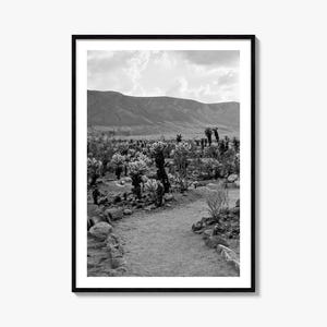 Joshua Tree National Park fotoposter print nr. 1, Joshua Tree National Park zwart-wit kunst, fotografie, reizen, kaartposter