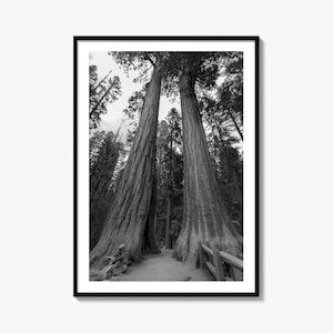 Impresión fotográfica artística en blanco y negro del Parque Nacional Sequoia, póster de Kings Canyon, California