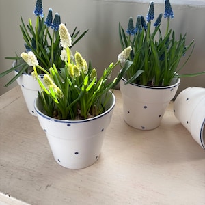 May include: Three white ceramic flower pots with blue polka dots and a blue rim, each filled with green plants and blue and white flowers. The pots are arranged on a light-coloured wooden surface near a window.
