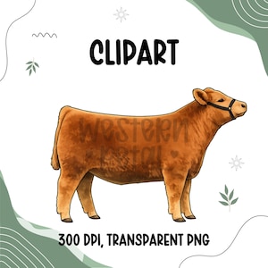 Kviga Clipart PNG | Boskapsillustration | Nötkreatursgrafik | Sublimeringsdesign | Transparent bakgrund