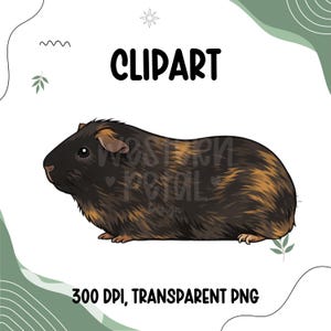 Guinea Pig Clipart PNG, 4H Livestock Clipart, Show Guinea Pig Illustration, Small Animal Clipart, Cute Cavy PNG, Commercial Use