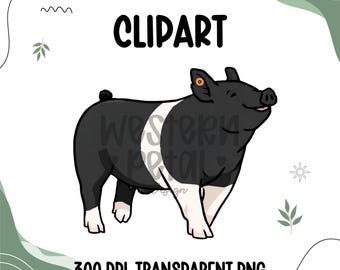 Visa gris Hampshire Clipart PNG | Boskapsillustration | Svingrafik | Sublimeringsdesign | Transparent bakgrund