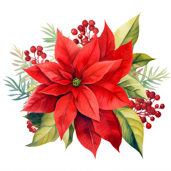 Christmas Poinsetta Clipart,  wedding clipart, botanicals png, instant digital download, flower art, xmas clipart, commercial use, poinsetta