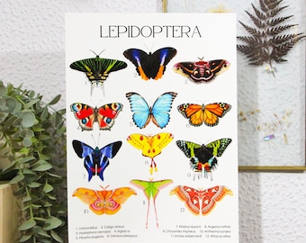 May include: A poster titled "Lepidoptera" showcasing 12 different types of butterflies and moths. The illustrations are realistic and feature vibrant colours. Each insect is labelled with its scientific name.