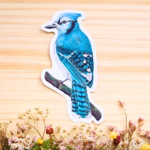Sticker geai bleu en vinyle - Sticker brillant - Sticker imperméable - Sticker oiseau et papeterie - Art de la nature - Observation des oiseaux - Ornithologie