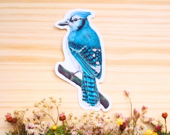 Blue Jay Vinyl Sticker - Glossy sticker - Waterproof sticker - Bird sticker & stationary - Nature art - Birding - Ornithology