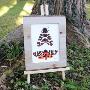 Garden Tiger Moth A5 Art Print - Matte Papier - Aquarell Kunstdruck - Motte Kunstdruck - Insekt Kunstdruck - Natur Kunstdruck - Schmetterling Druck