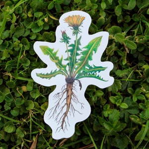 Adesivo in vinile con tarassaco - Adesivo lucido - Adesivo impermeabile - Adesivo floreale - Adesivo vegetale - Adesivo naturale - Cancelleria naturale