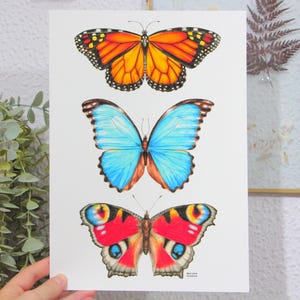 Butterflies Art Print - Monarch Butterfly, Peacock Butterfly and Morpho Butterfly - Matte Paper