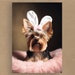 see more listings in the Yorkshire Terrier section