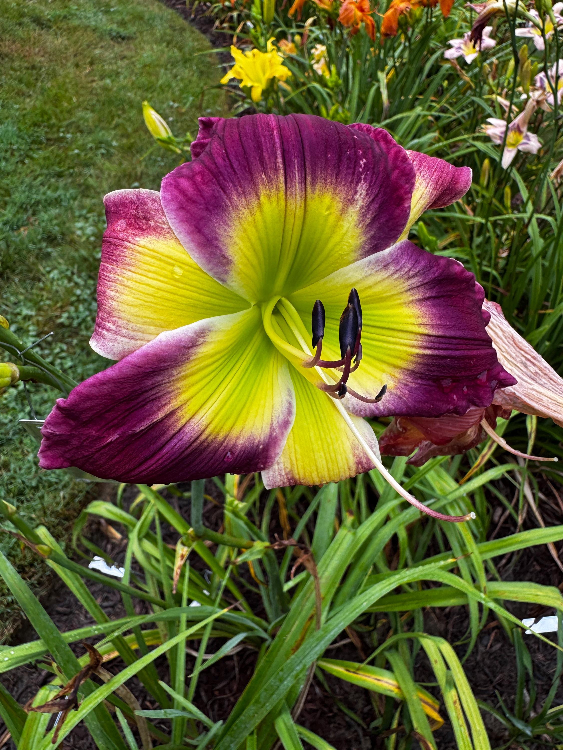 Daylily seeds - Etsy 日本