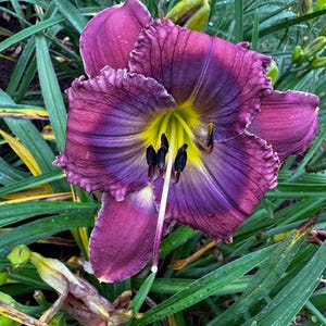May include: A close-up of a vibrant daylily flower with ruffled, deep purple petals, transitioning to a lighter purple and yellow center. The flower is surrounded by green foliage and buds, showcasing natural beauty.