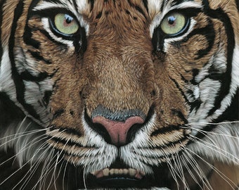 Tiger original pastel painting - 'Intensity'