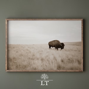 American Bison Photo Print, Buffalo Photograph, Vintage style photo of Buffalo on American Plains, Western Theme Americana print, Vintage