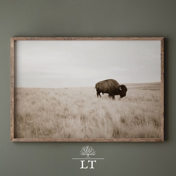 American Bison Photo Print, Buffalo Photograph, Vintage style photo of Buffalo on American Plains, Western Theme Americana print, Vintage