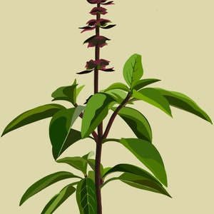 Lemon Basil