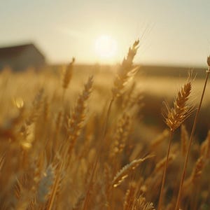 Golden Sunset Over Wheat Farm – Rustic Barn Wall Art, Stylized Countryside Landscape Photo