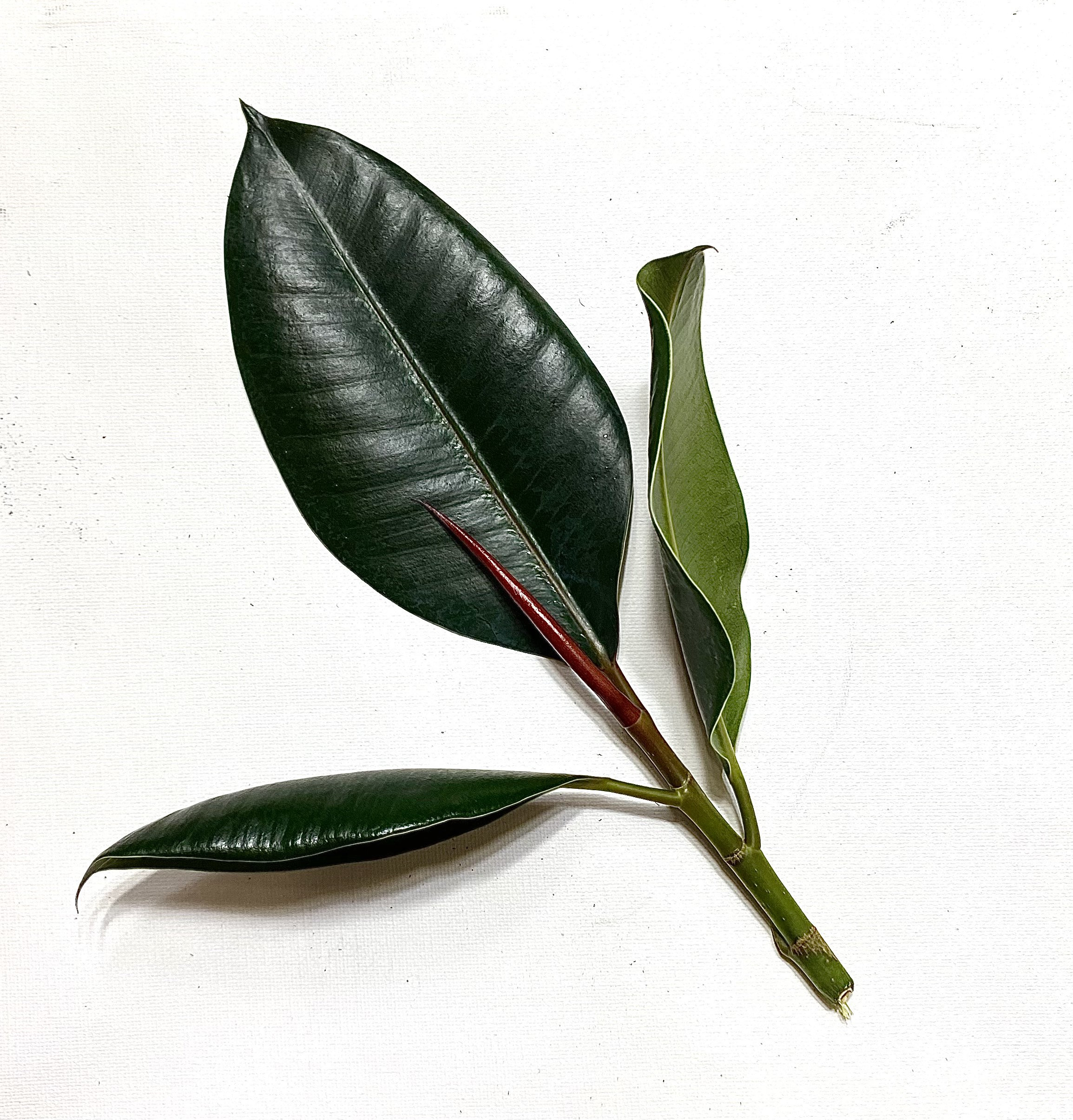 Rubber Plant Cutting Etsy