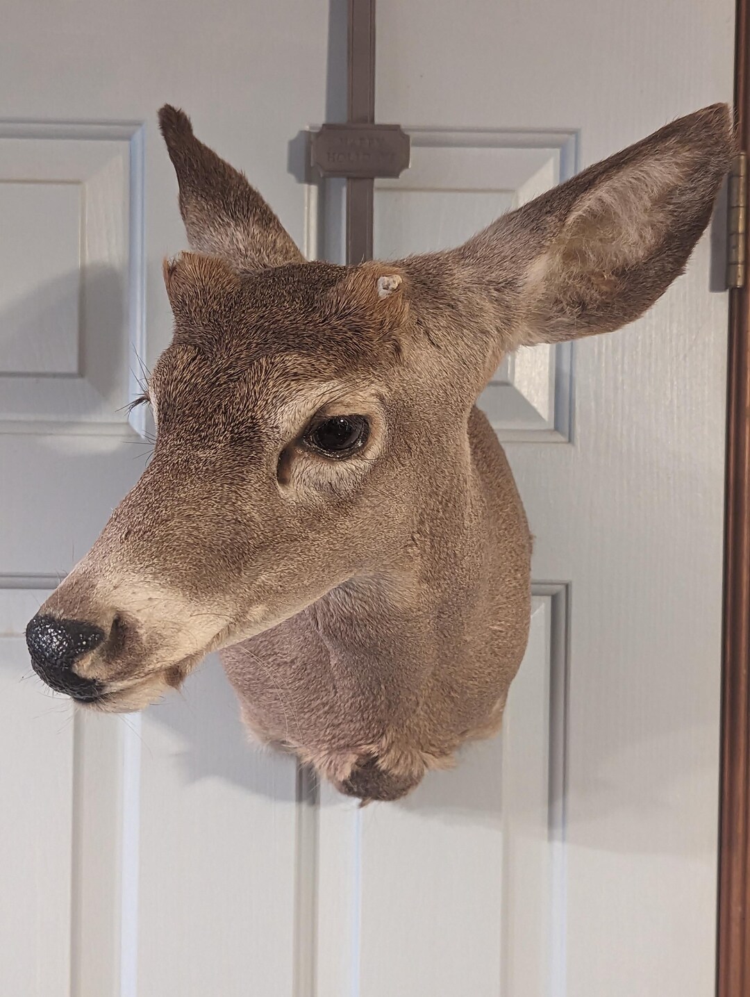 Beautiful Taxidermy Button Buck Whitetail Deer Shoulder Mount Cabin ...