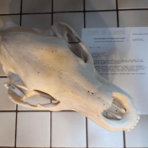 XL Grizzly Bar Educational Science Medical Skull Study