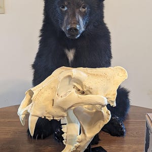 Vintage Bone Clones Reproduction Tiger Skull with Display stand