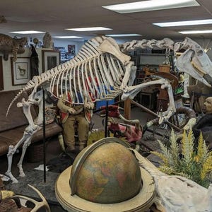 Authentic life size horse skeleton educational articulated oddities