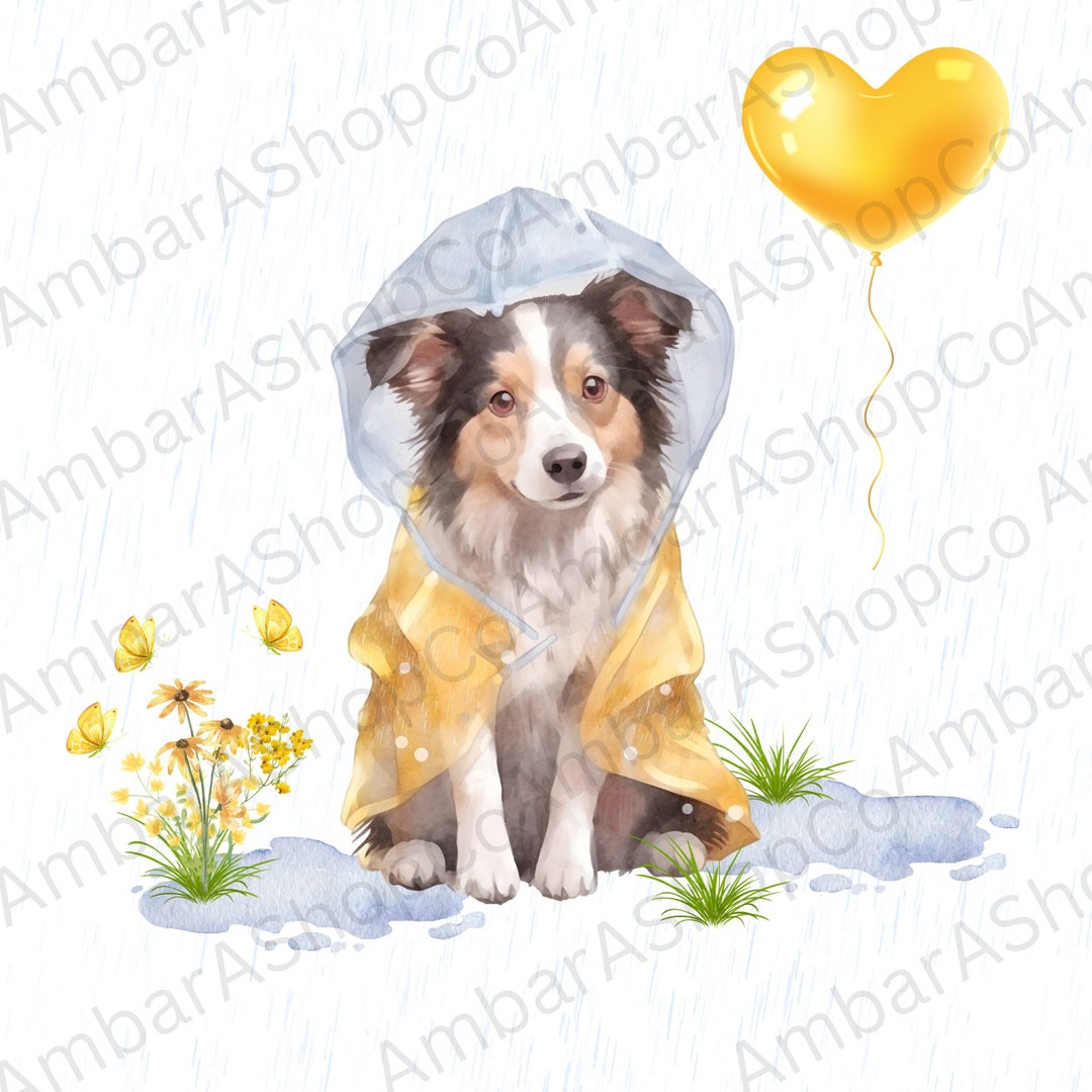 Border Collie Wearing Raincoat Png Border Collie Dog Etsy