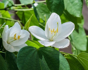 Bauhinia Acuminata Dwarf White Bauhinia Tree 5 seeds