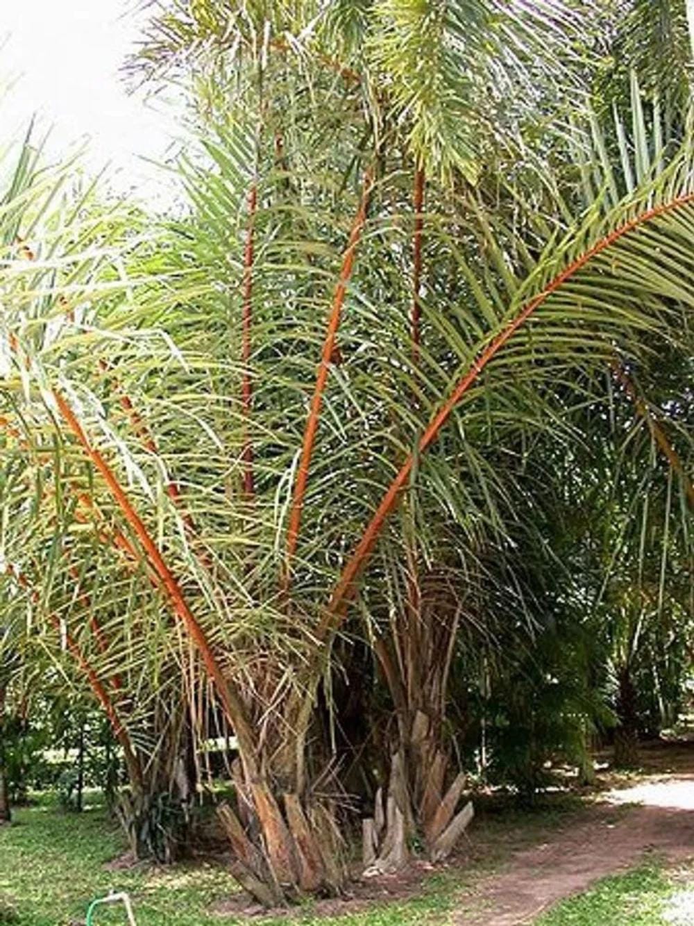 Raffia palm leaf discount