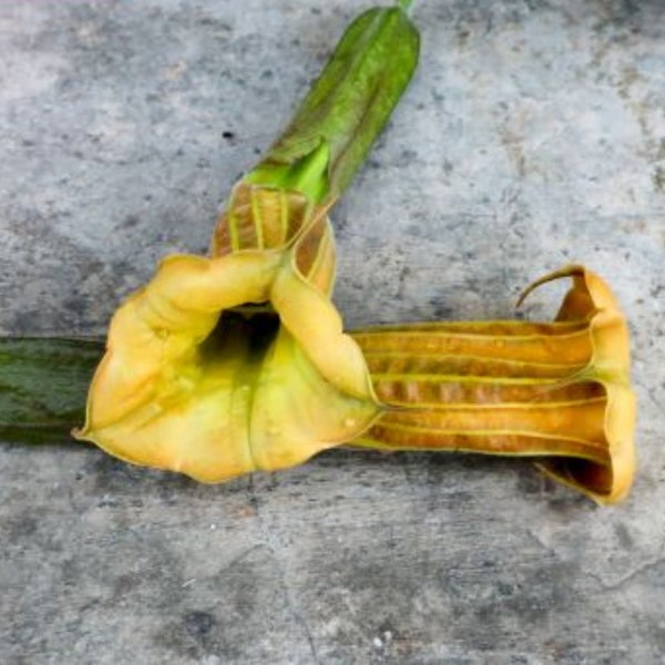 Brugmansia Sanguinea Luteola Yellow Angel's Trumpet 3 seeds
