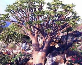 Pachypodium Rutenbergianum var.Rutenbergianum Succulent 5 seeds