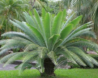 Dioon Spinulosum Giant Mexican Cycad 1 seed