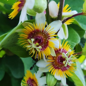 Passiflora Holosericea Velvet Leaf Passion Flower 3 seeds